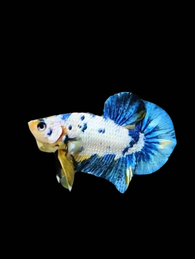 category