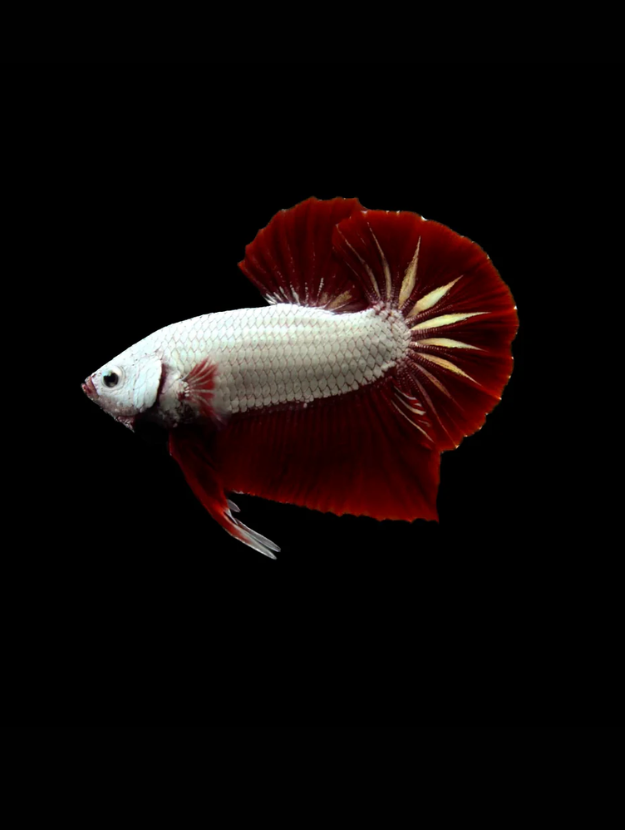 category